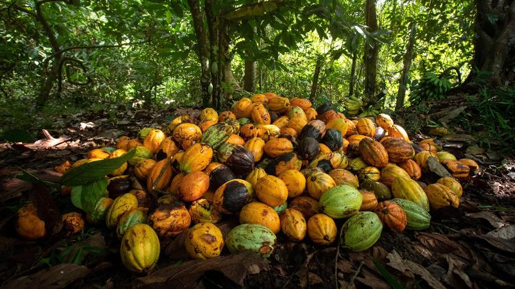 Cacau colhido em área de cabruca no sul da Bahia, onde cresce à sombra de árvores nativas da Mata Atlântica