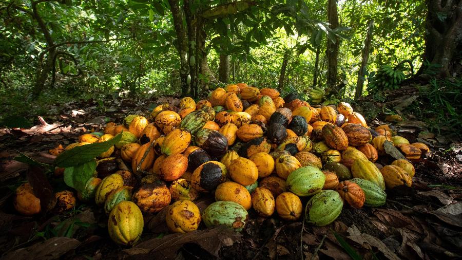 Cacau colhido em área de cabruca no sul da Bahia, onde cresce à sombra de árvores nativas da Mata Atlântica