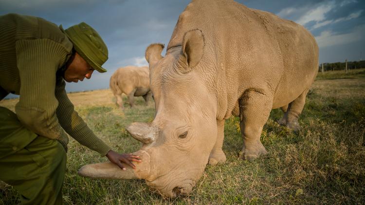 Rinocerontes brancos de Ol Pejeta, no Quênia - Divulgação/Ami Vitale - Divulgação/Ami Vitale