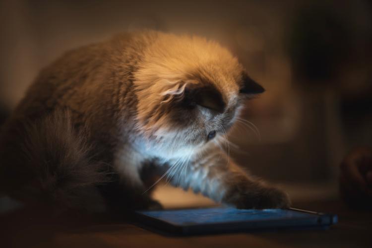 Brincadeira virtual deixaria seu bichano frustrado? - Getty Images/iStockphoto - Getty Images/iStockphoto