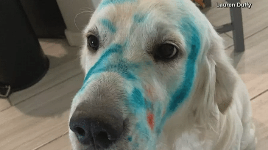 Cachorro "rouba" giz de cera e surpreende donos ao aparecer todo pintado nos EUA - Reprodução