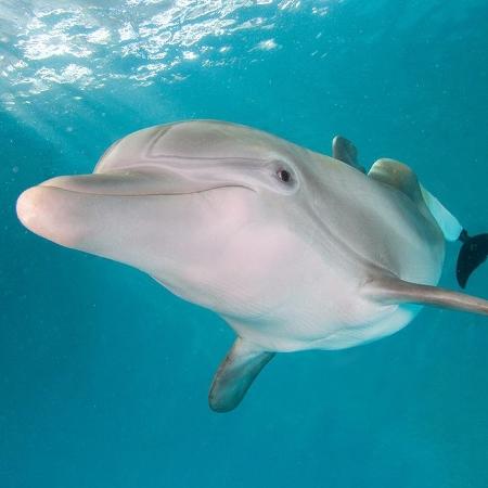 Após 35 horas seguidas de discussão, sai acordo mundial para salvar animais marinhos - Clearwater Marine Aquarium