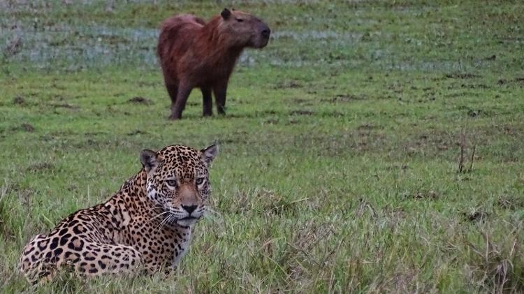 A onça Fera em liberdade no Pantanal. - Edu Fragoso/Onçafari - Edu Fragoso/Onçafari