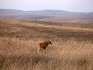 Turismo de 'agora ou nunca': ameaçado, Cerrado é destino dos sonhos em 2025