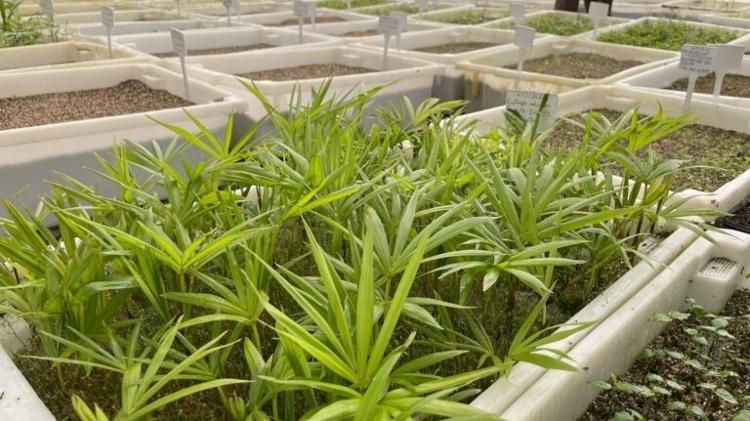 Na primeira etapa da produção de mudas, as sementes germinam em bandejas e são cuidadas em estufas, protegidas do sol e com umidade controlada