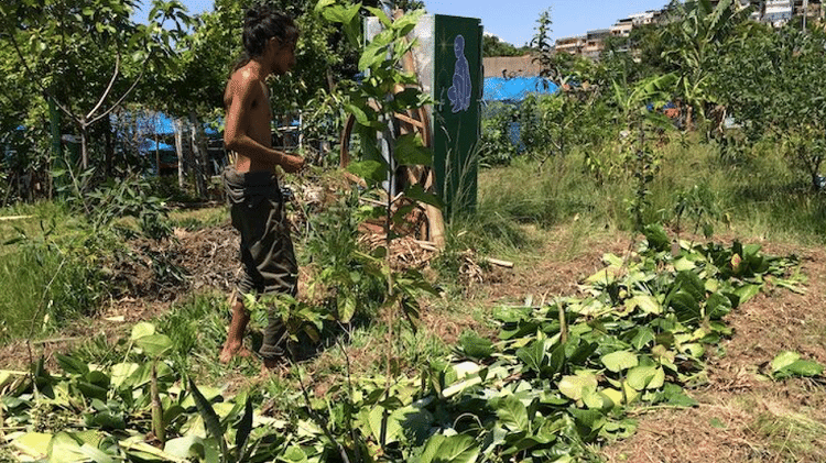 Victor Huggo implementando um método de compostagem de bananeiras picadas e vegetação podada para enriquecer o solo para o cultivo de árvores frutíferas, mostrado aqui no início de 2019 Victor Huggo implementando um método de compostagem de bananeiras picadas e vegetação podada para enriquecer o solo para o cultivo de árvores frutíferas, mostrado aqui no início de 2019