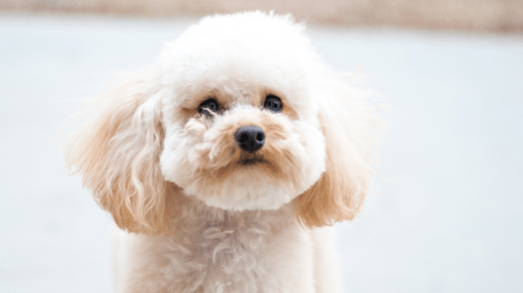 Poodle Poodle