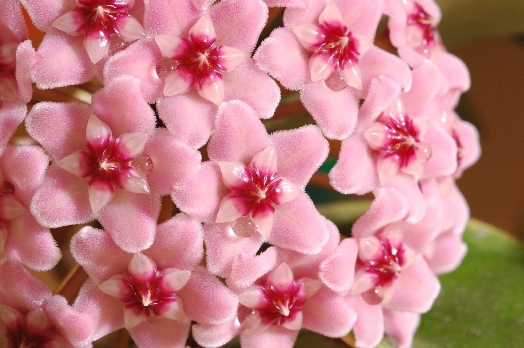 Flor-de-cera: a espécie Hoya carnosa é uma trepadeira perene que na primavera floresce pequenos buquês com flores brancas a rosadas, em forma de estrela e textura aveludada. Para o cultivo sadio em casa, opte por um local úmido, sem correntes de ar e com luminosidade direta durante a manhã ou a tarde - Getty Images