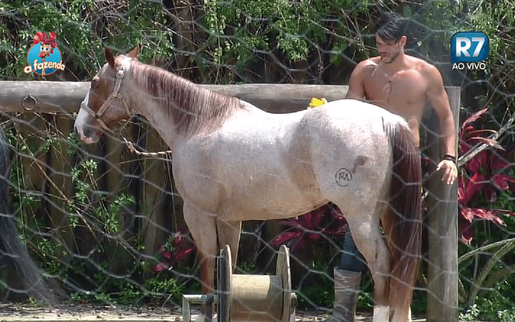 30.set.2015 - Marcelo Bimbi escova a égua Lena pela manhã - Reprodução Record