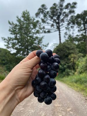 Colheita de frutas no meio do caminho - Arquivo pessoal  - Arquivo pessoal 