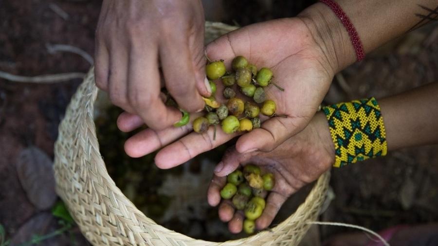 Coleta de frutas pelo povo Ikpeng, cuja língua é falada por pouco mais de 300 pessoas, segundo Unesco - Carol Quintanilha/ISA