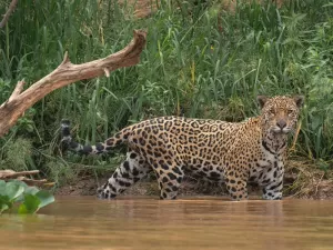  Onças-pintadas são flagradas num cabo de guerra com sucuri no Pantanal