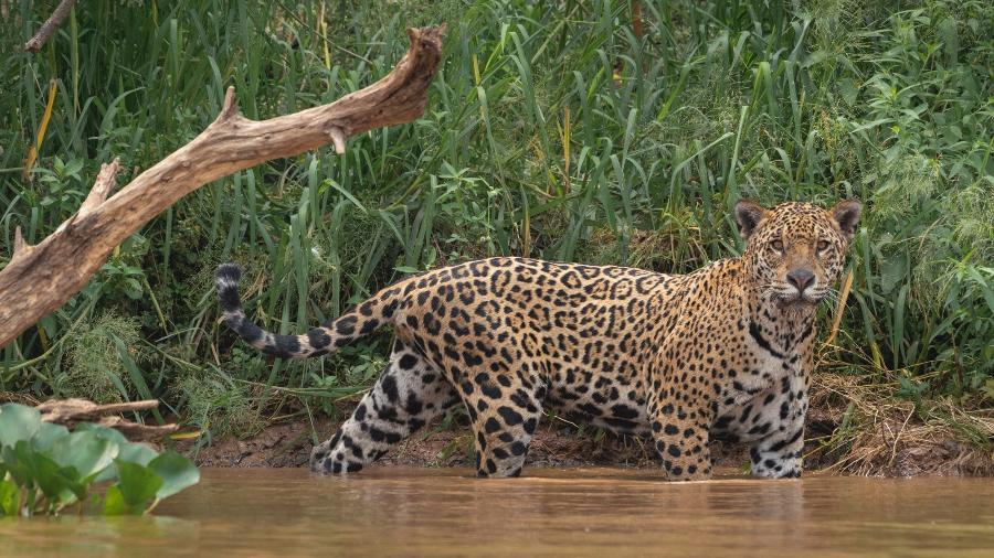 Onça-pintada vista durante safári no Pantanal mato-grossense