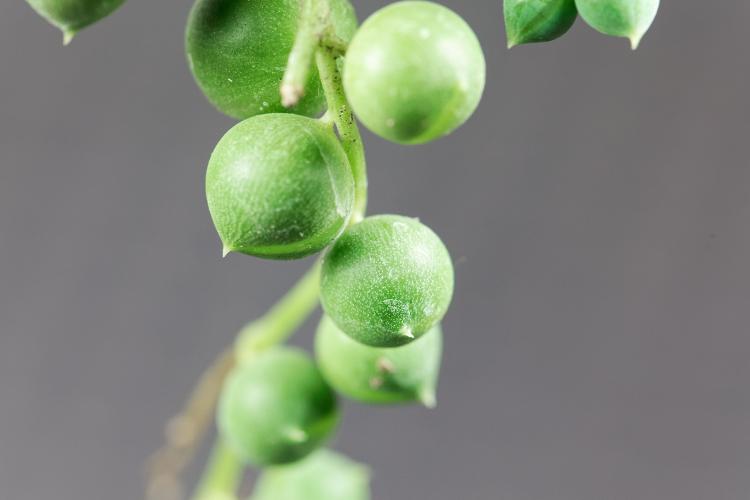 Detalhe da Suculenta Colar de Pérolas - Getty Images/iStockphoto - Getty Images/iStockphoto