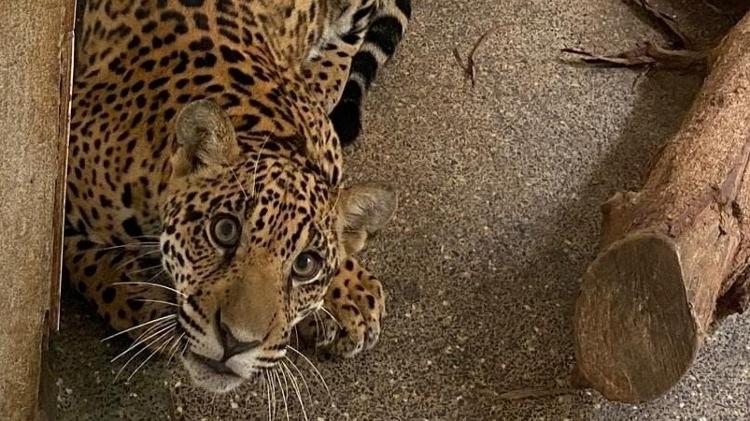 Xamã, a primeira onça-pintada macho a voltar à natureza no Brasil - Divulgação / Proteção Animal Mundial - Divulgação / Proteção Animal Mundial