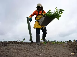 Mercado de carbono é o novo Eldorado da Amazônia brasileira?