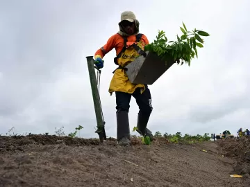 Mercado de carbono é o novo Eldorado da Amazônia brasileira?