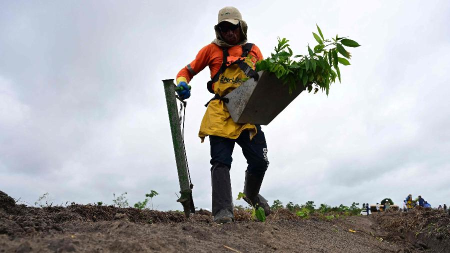 Trabalhador da Mombak planta árvores para reflorestar uma antiga fazenda de gado na região amazônica, perto de Mãe do Rio, no estado do Pará