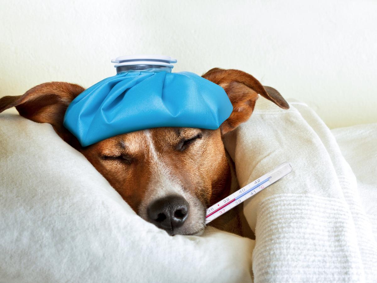 Gripe Canina: Entenda os Sintomas e Cuidados no Inverno