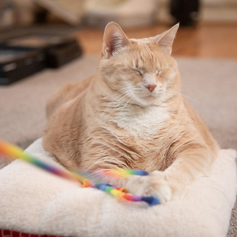 O gato Bronson - Reprodução/Instagram/iambronsoncat