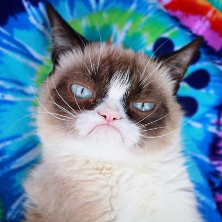 Grumpy Cat - Reprodução/Instagram
