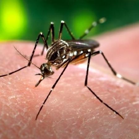 Entre o final de 2015 e 2016, o Brasil passou por uma epidemia de zika - CDC / Wikimedia Commons