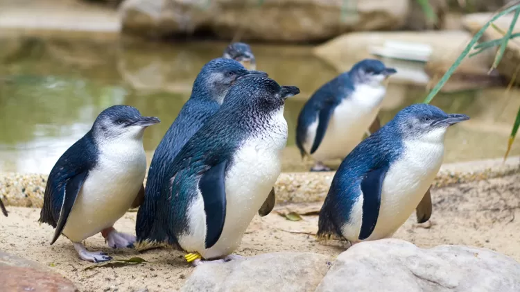 Pinguim-azul - Getty Images/iStockphoto - Getty Images/iStockphoto