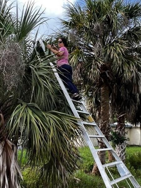 Doença bacteriana conhecida como bronzeamento letal vem devastando cerca de 20 espécies de palmeiras no sul dos EUA