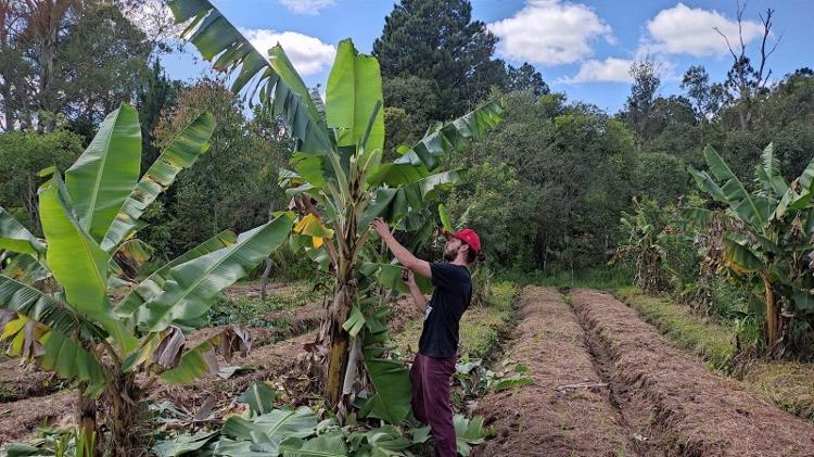 Manejo de agrofloresta no Assentamento Contestado, do Movimento Sem Terra, em Lapa, Paraná