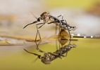 Mortes por dengue no estado de São Paulo sobem para 15 em 2024 - iStock