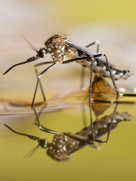 Brasil registrou 75 mortes de pessoas infectadas pelo mosquito da dengue - iStock