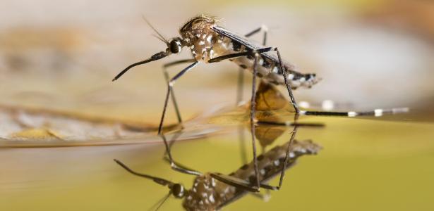 Belo Horizonte enters a dengue epidemic