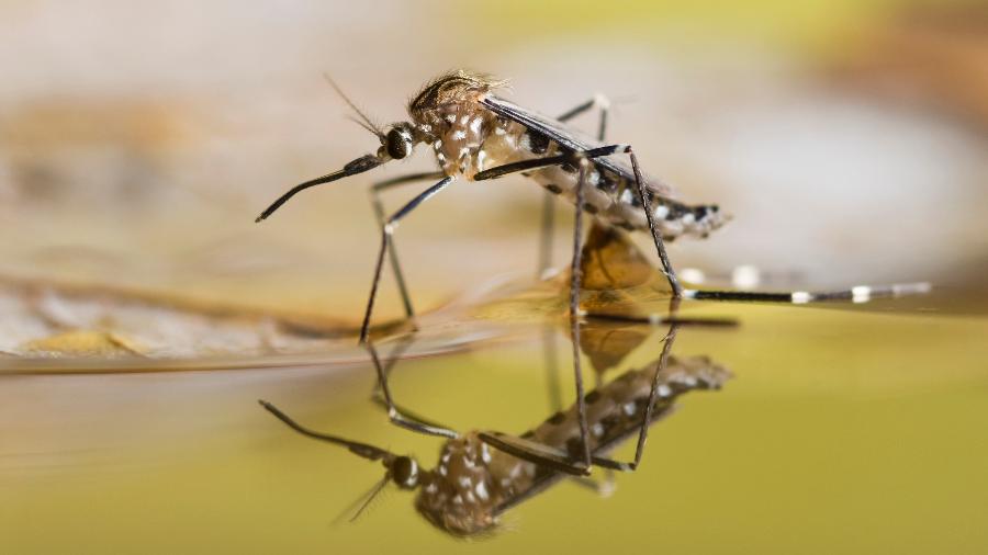 Aedes aegypti: mosquito transmissor da dengue - iStock