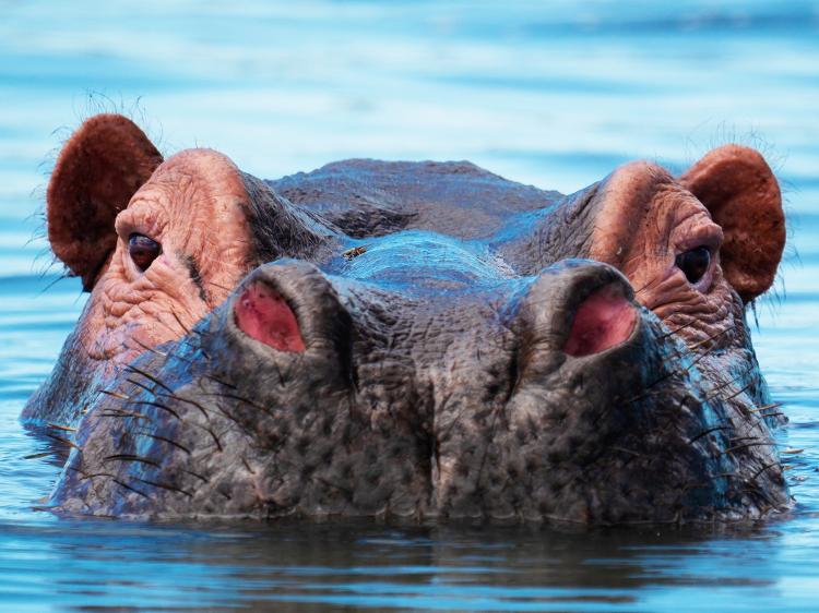 Hipopótamo no rio Shire, em Malauí