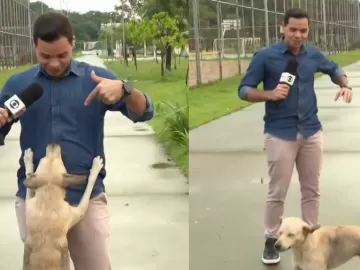 Cachorro invade transmissão ao vivo pedindo carinho: 'Ele está virado hoje'