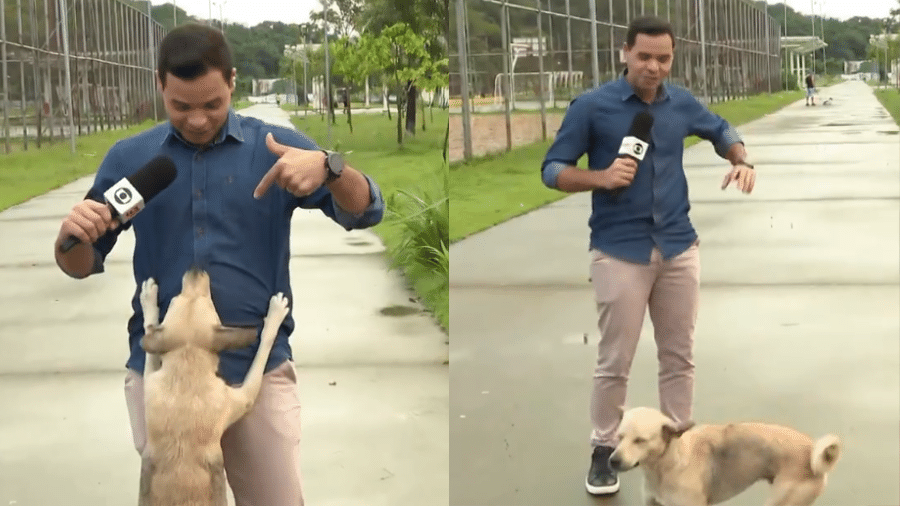 Repórter tem transmissão invadida por cachorro