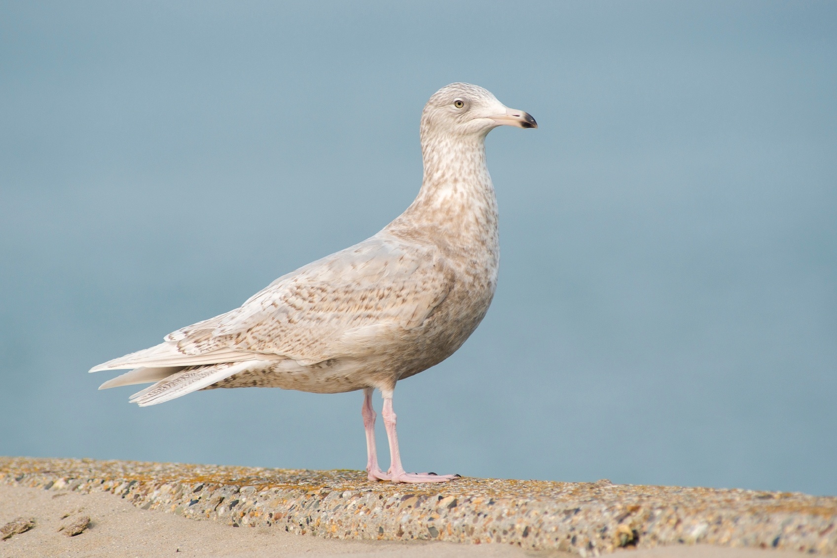 A gaivota-hiperbórea é considerada grande e forte em sua espécie. Seu tamanho varia de 55cm a 77cm de comprimento e de 1,3m a 1,7m da ponta de uma asa a outra. Alimenta-se de peixes, insetos, moluscos, ovos e pequenas aves e mamíferos, entre outros animais - Getty Images