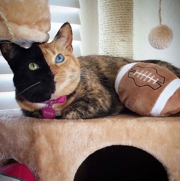 Reprodução/Instagram.com/venustwofacecat