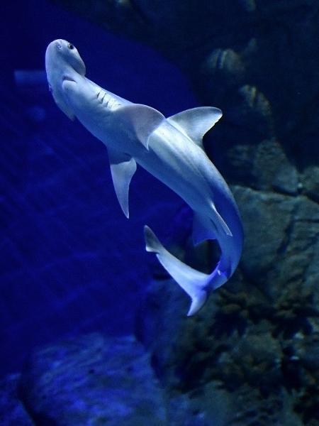 Tubarão-martelo que recebeu o nome de Ricardo Boechat no aquário do Rio - Reprodução/Instagram