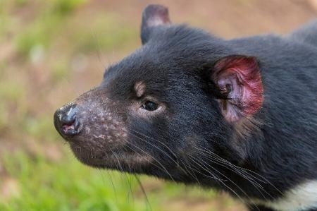 Diabo da Tasmânia ou diabo animais recheados em segunda mão durante 18 EUR  em Salamanca na WALLAPOP