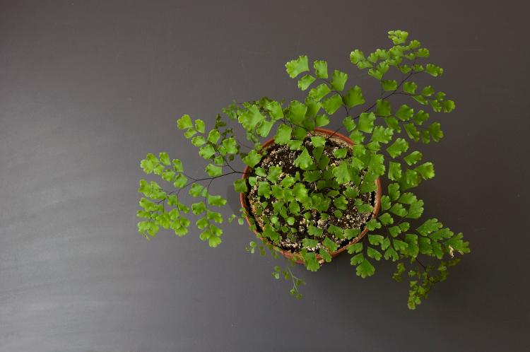 Vaso de avenca. PLantados - Getty Images/iStockphoto - Getty Images/iStockphoto