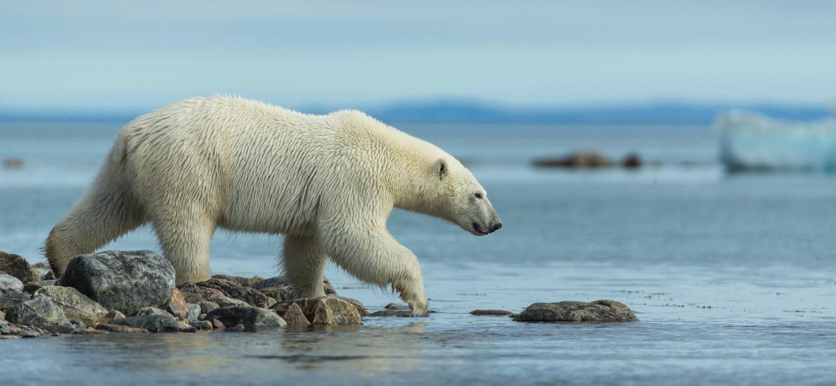 Essas descobertas, descritas na revista Science nesta quinta-feira, sugerem a possibilidade de que pelo menos algumas populações da espécie possam sobreviver além deste século - Getty Images