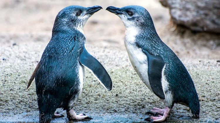 Pinguins-azuis  - Getty Images - Getty Images