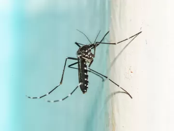 Chikungunya tem subnotificação e já mata mais que dengue; como diferenciar?