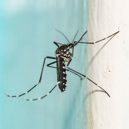 Aedes albopictus (foto) também pode transmitir dengue e chikungunya