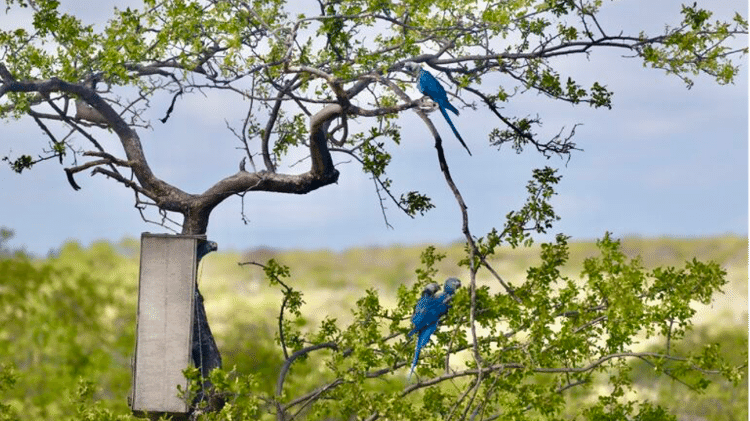 Uma dupla de jovens ararinhas-azuis, no galho de baixo, com um dos pais. As duas foram as primeiras ararinhas nascidas na natureza a voar sobre a Caatinga em décadas. Seu primeiro voo registrado, em maio de 2024, coincidiu com o anúncio de que o ICMBio não renovaria um acordo de cooperação com a ACTP, o criadouro alemão que forneceu as aves para soltura