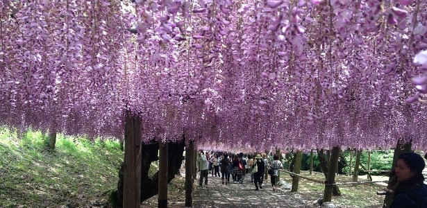 Há dois túneis de flores no jardim japonês, um deles com 220 metros  - そらみみ/Creative Commons - そらみみ/Creative Commons