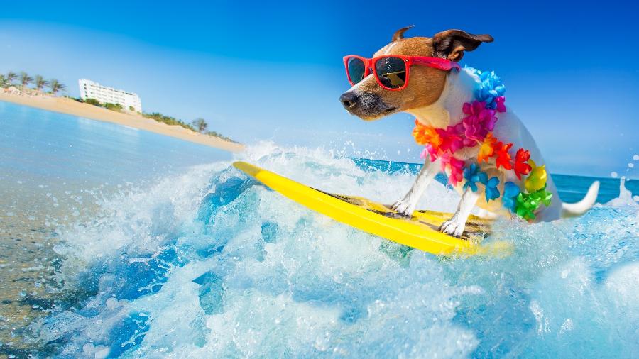 Quer ter uma experiência fofa nas férias? Encontre uma praia que seja palco para o surfe canino - damedeeso/Getty Images/iStockphoto
