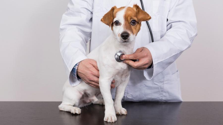 cachorro cão veterinário bichos - Getty Images/iStockphoto