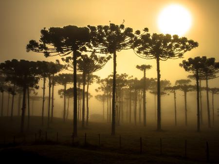 As araucárias compõem a paisagem no interior dos estados sulinos - Getty Images